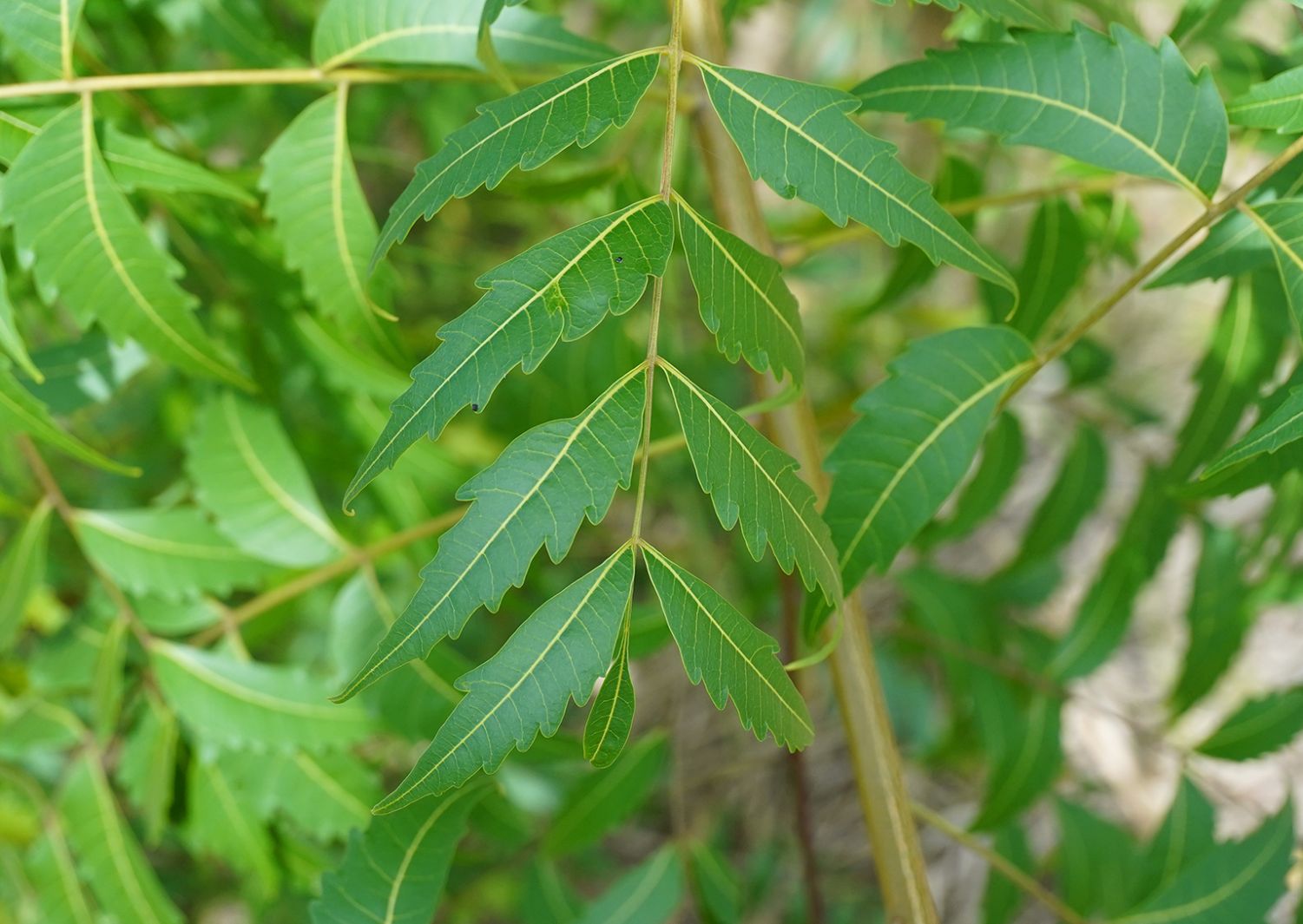 Neem-Azadirachta-Indica
